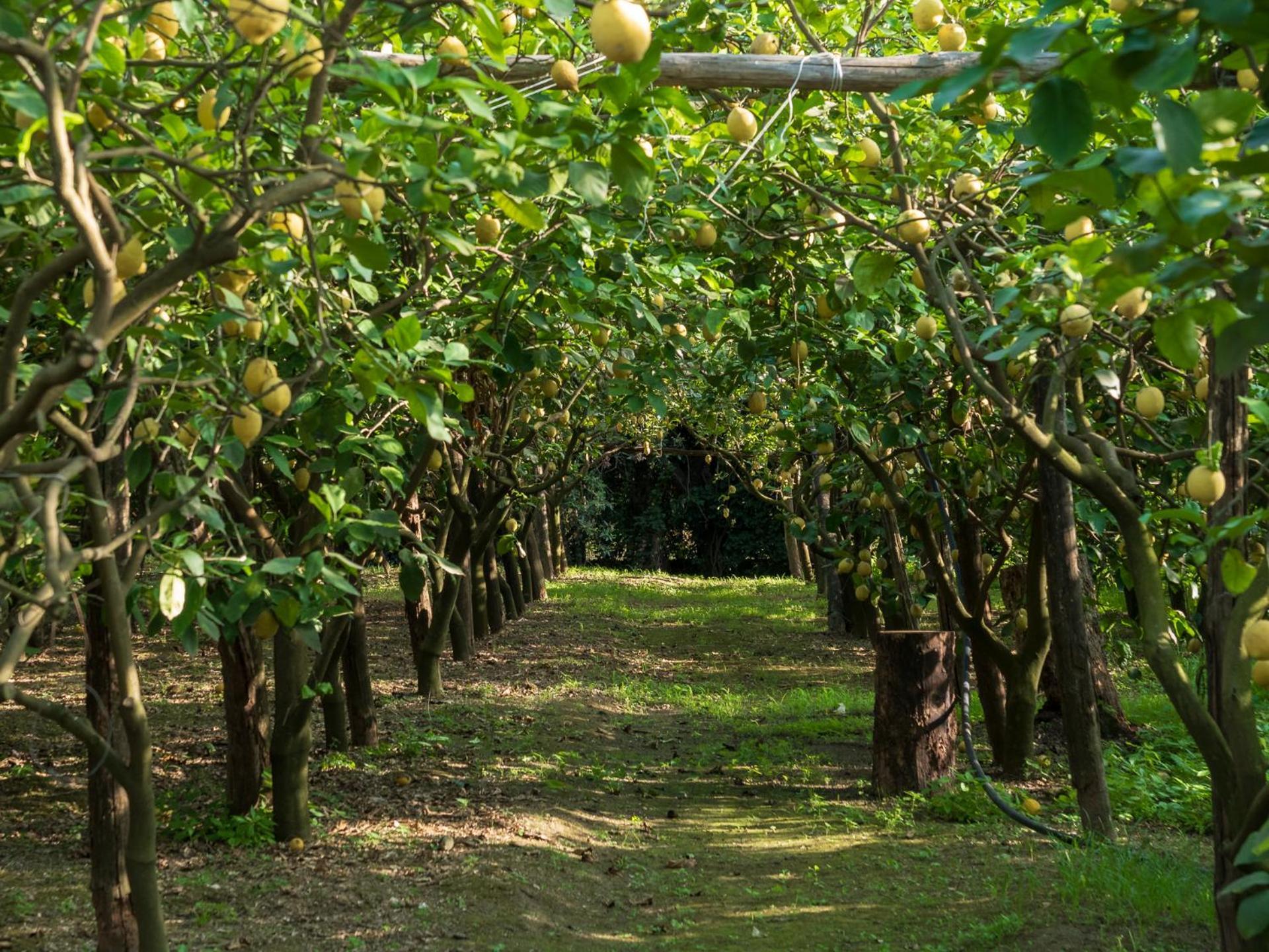 Giardino Di Nonno Lucio - Surrounded By Lemon Tree Βίλα Πιάνο ντι Σορέντο Εξωτερικό φωτογραφία