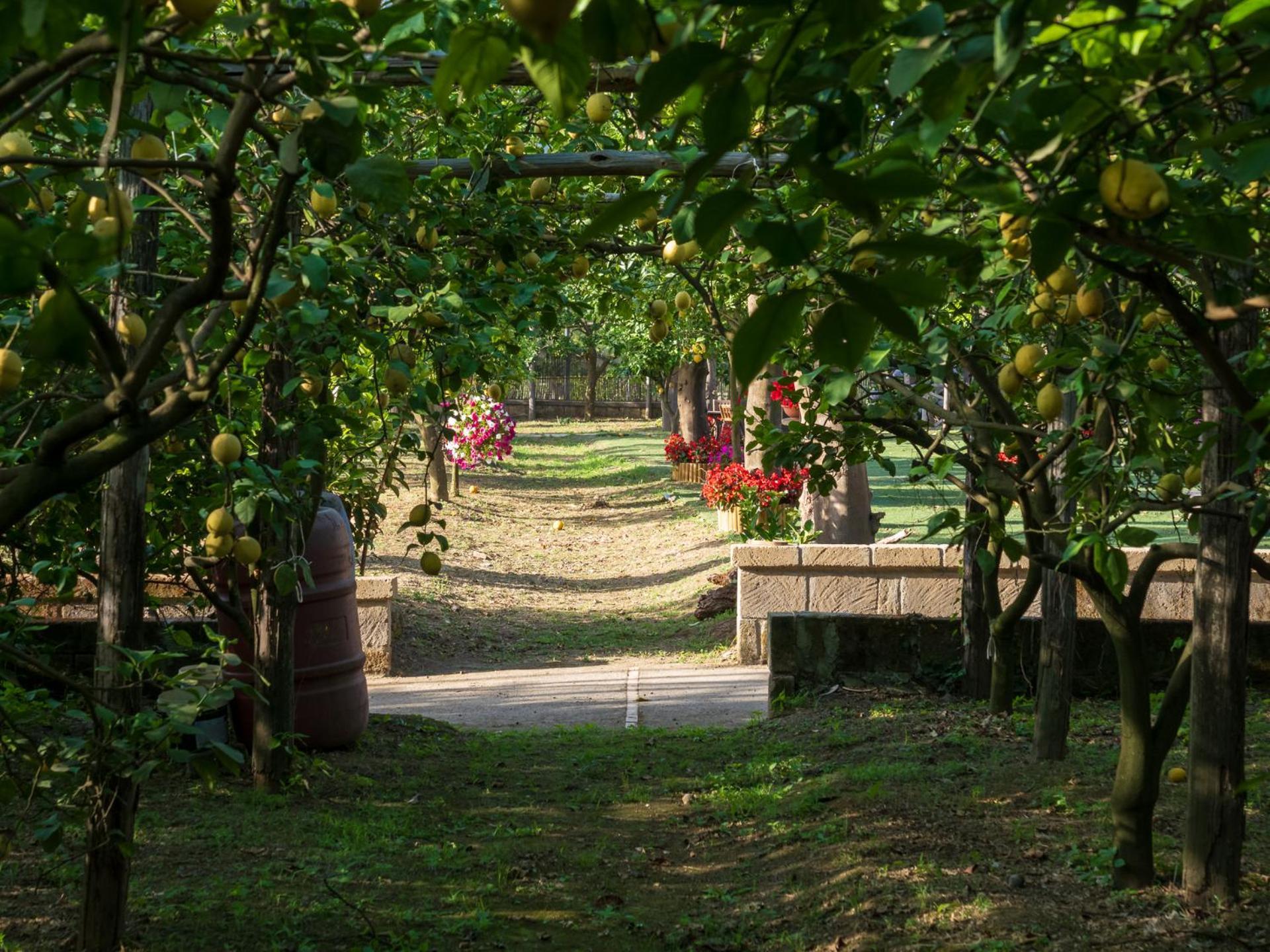 Giardino Di Nonno Lucio - Surrounded By Lemon Tree Βίλα Πιάνο ντι Σορέντο Εξωτερικό φωτογραφία