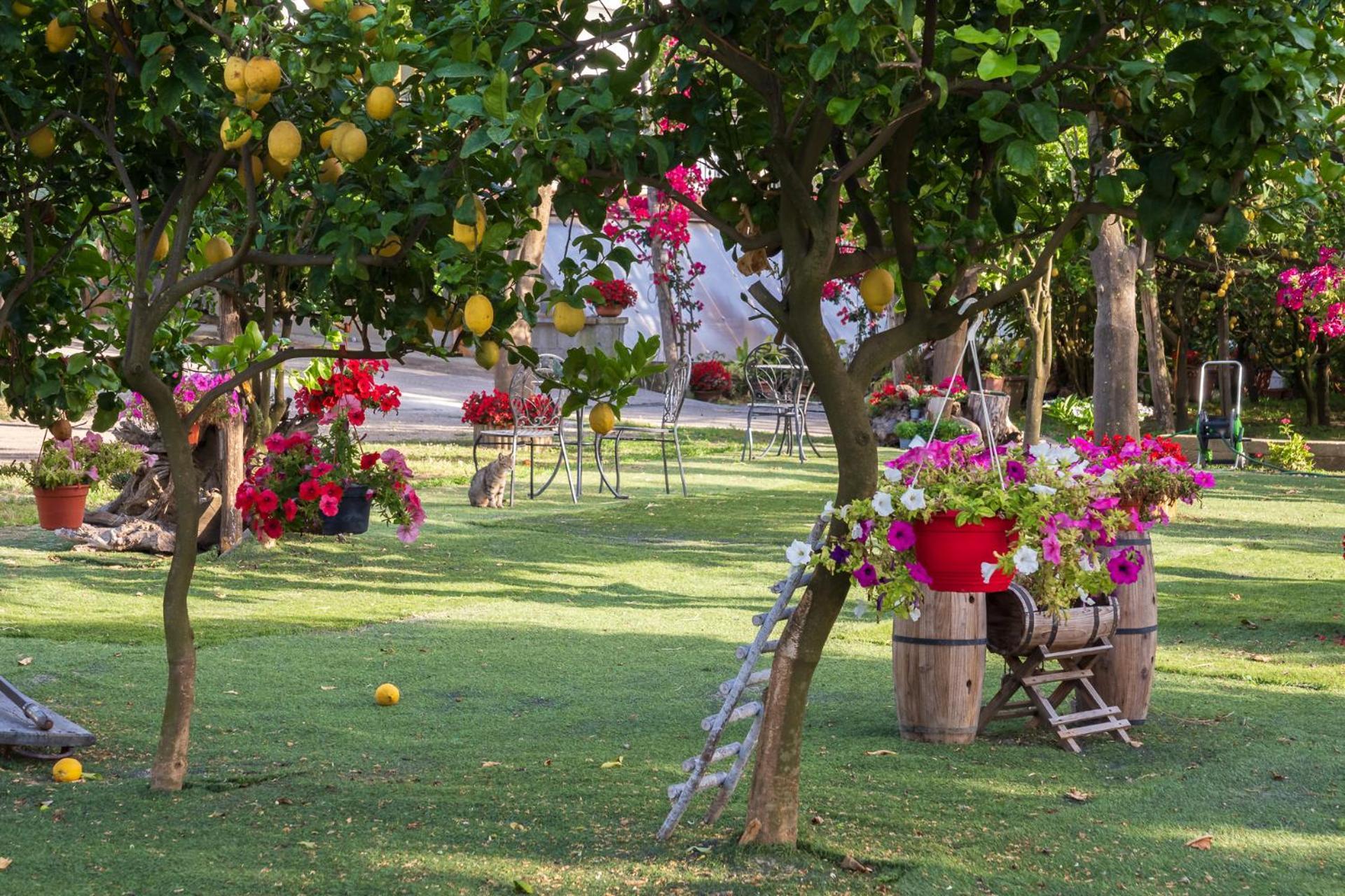 Giardino Di Nonno Lucio - Surrounded By Lemon Tree Βίλα Πιάνο ντι Σορέντο Εξωτερικό φωτογραφία