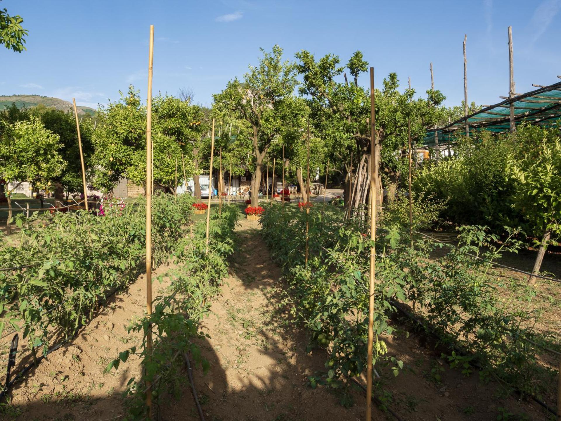 Giardino Di Nonno Lucio - Surrounded By Lemon Tree Βίλα Πιάνο ντι Σορέντο Εξωτερικό φωτογραφία